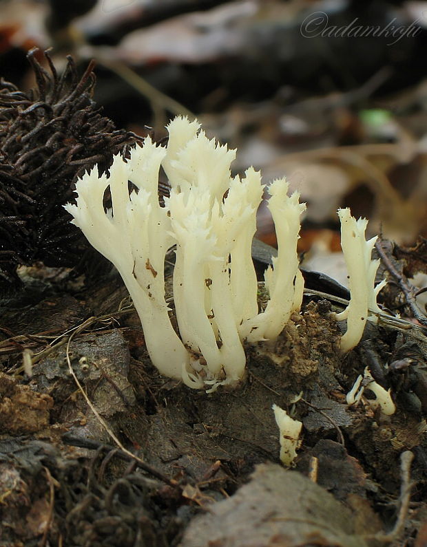 konárovka hrebenitá Clavulina coralloides (L.) J. Schröt.