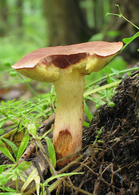 suchohríb karmínový Hortiboletus rubellus (Krombh.) Simonini, Vizzini & Gelardi