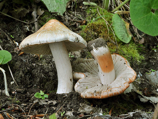 vláknica Inocybe sp.