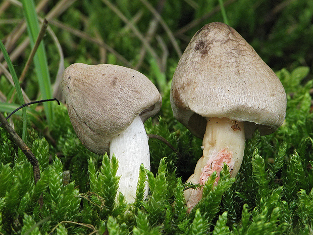 vláknica Inocybe sp.