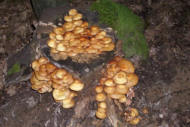 šupinovka menlivá  Kuehneromyces mutabilis  (Schaeff.) Singer & A.H. Sm.