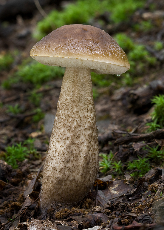 kozák hrabový Leccinum pseudoscabrum (Kallenb.) Šutara