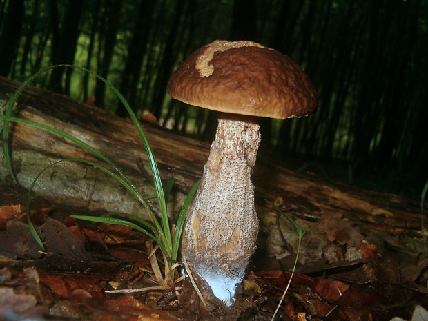 kozák hrabový Leccinum pseudoscabrum (Kallenb.) Šutara