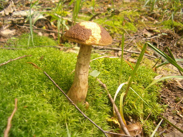 kozák hrabový Leccinum pseudoscabrum (Kallenb.) Šutara