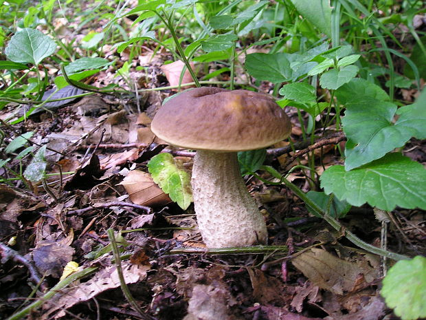 kozák hrabový Leccinum pseudoscabrum (Kallenb.) Šutara