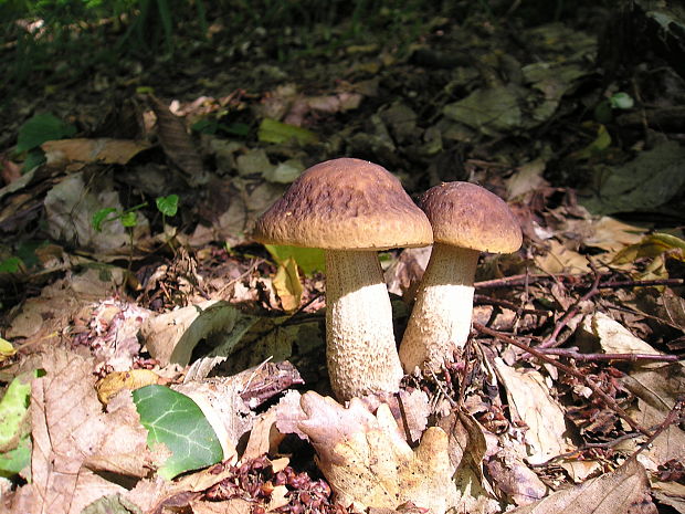 kozák hrabový Leccinum pseudoscabrum (Kallenb.) Šutara