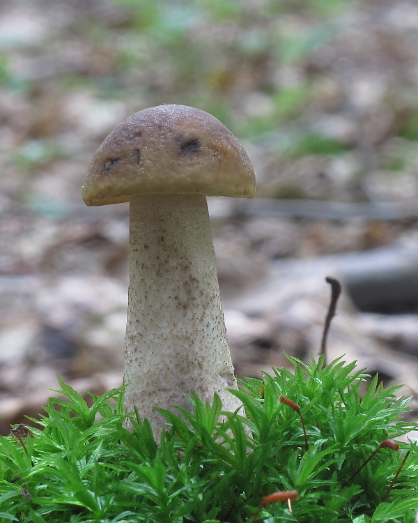 kozák hrabový Leccinum pseudoscabrum (Kallenb.) Šutara