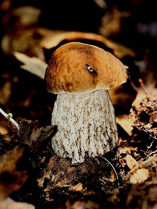 kozák Leccinum pulchrum Lannoy & Estadès