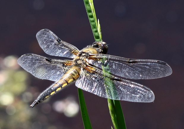 vážka štvorškvrnná Libellula quadrimaculata