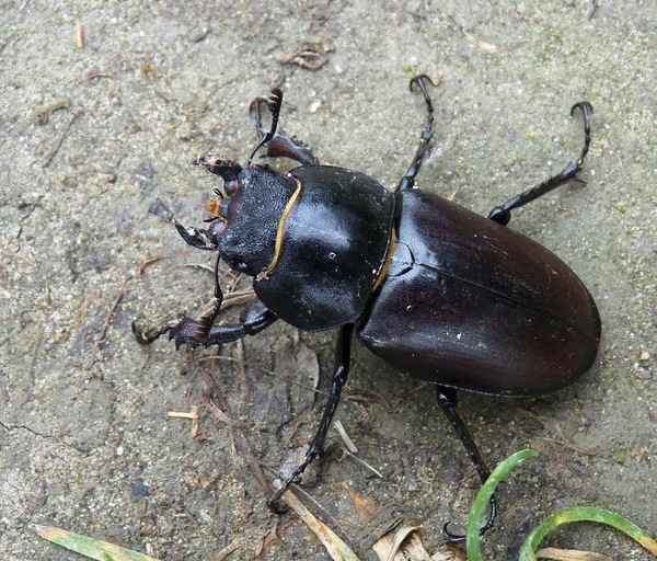 roháč veľký♀ Lucanus cervus