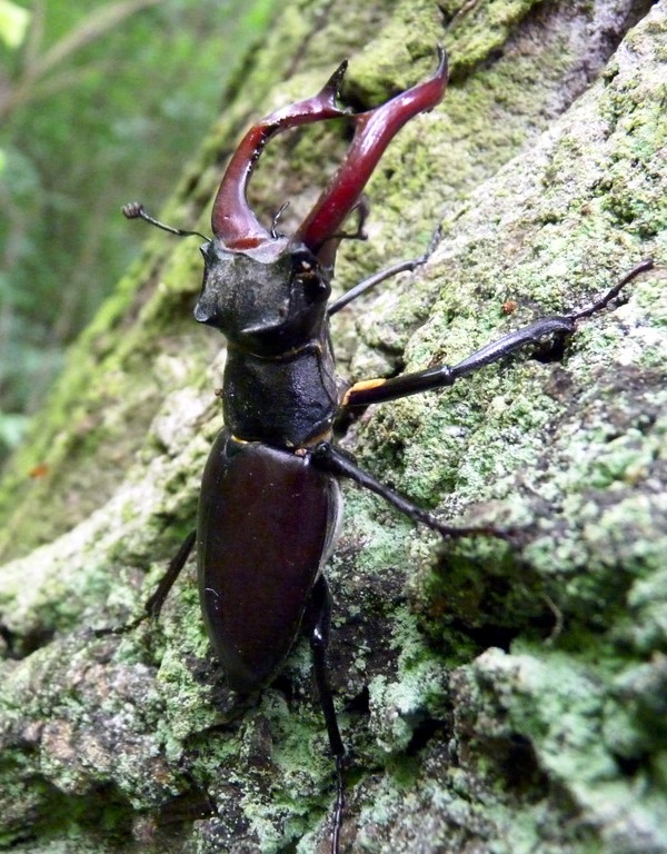 roháč veľký♂ Lucanus cervus