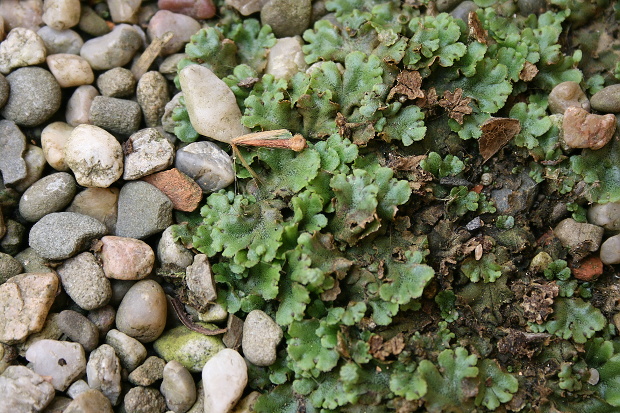 porastnica mnohotvará Marchantia plymorpha L.