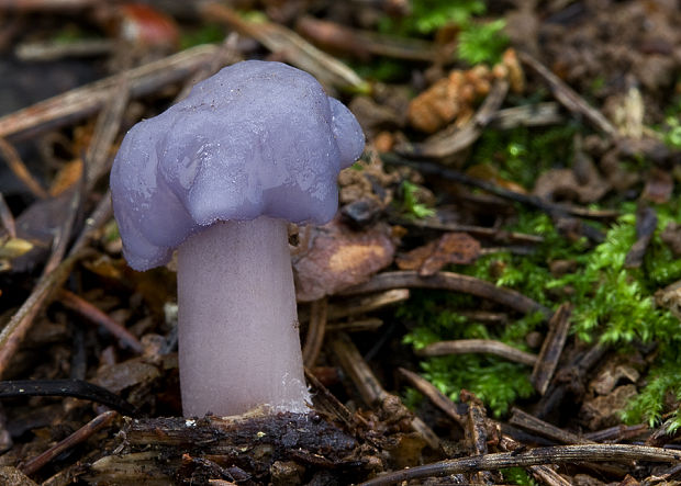 prilbička reďkovková Mycena pura (Pers.) P. Kumm.