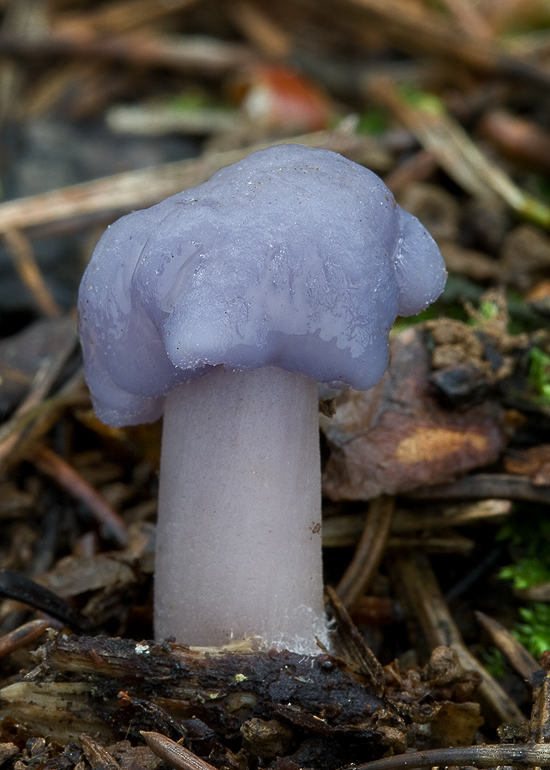 prilbička reďkovková Mycena pura (Pers.) P. Kumm.