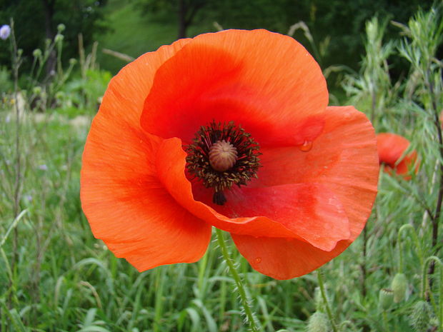 mak vlčí Papaver rhoeas L.