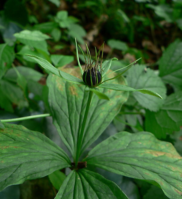 vranovec štvorlistý - vraní oko čtyřlisté Paris quadrifolia L.