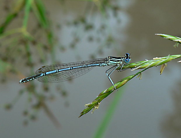 šidielko ploskonohé - šidélko brvonohé Platycnemis pennipes Pallas, 1771