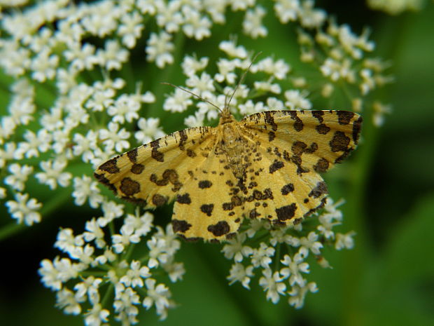 listnatka hluchavkova Pseudopanthera macularia