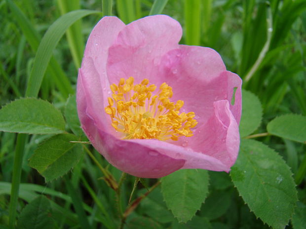 ruža Rosa sp.