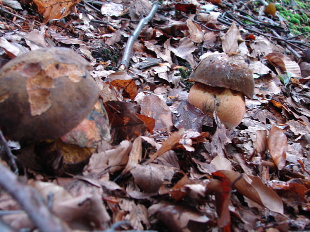 hríb zrnitohlúbikový Sutorius luridiformis (Rostk.) G. Wu & Zhu L. Yang