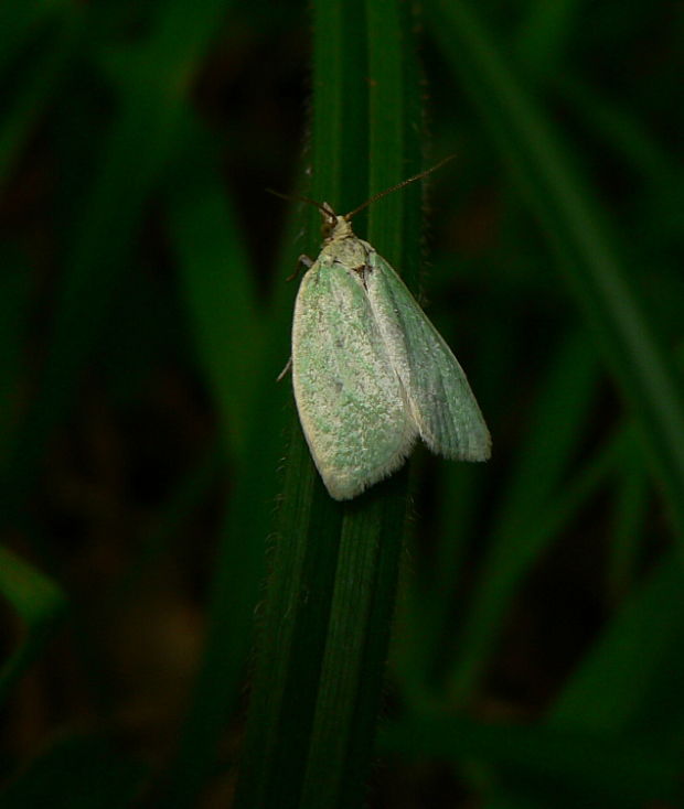 obaľovač zelený - obaleč dubový Tortrix viridana L. 1758