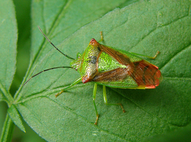 bzdocha stromová / kněžovka stromová Acanthosoma haemorrhoidale Linnaeus, 1758