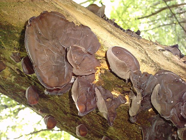 uchovec bazový Auricularia auricula-judae (Bull.) Quél.