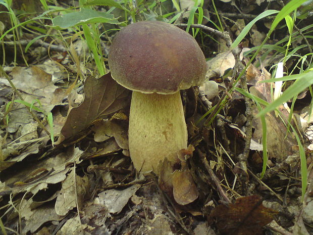 hríb bronzový Boletus aereus Bull. ex Fr.