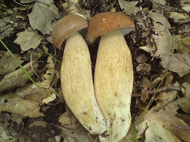 hríb bronzový Boletus aereus Bull. ex Fr.