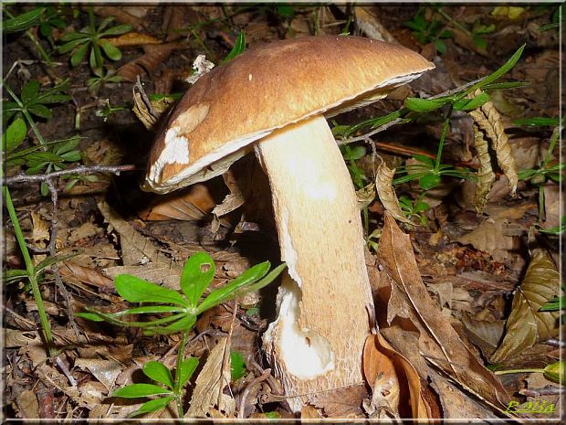 hríb smrekový Boletus edulis Bull.