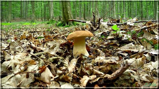 hríb smrekový Boletus edulis Bull.