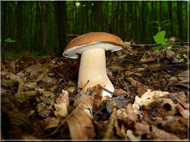 hríb smrekový Boletus edulis Bull.