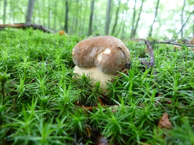 hríb dubový Boletus reticulatus Schaeff.