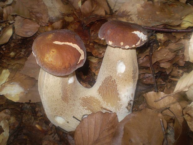 hríb dubový Boletus reticulatus Schaeff.