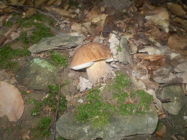 hríb dubový Boletus reticulatus Schaeff.