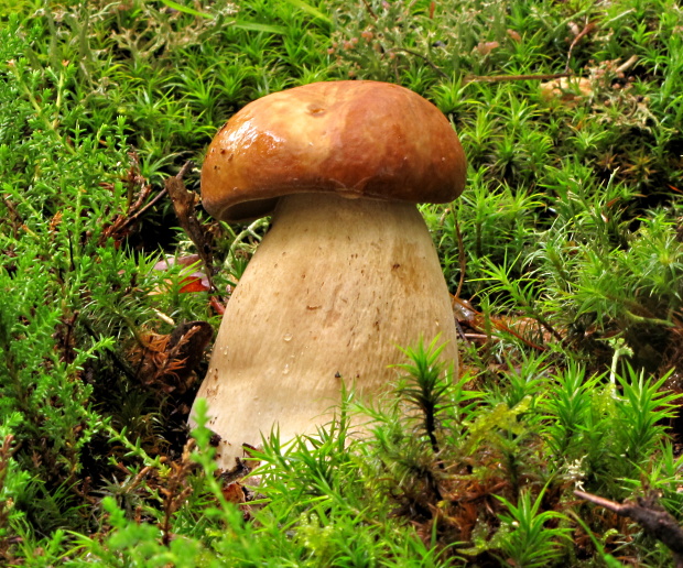 hríb dubový Boletus reticulatus Schaeff.