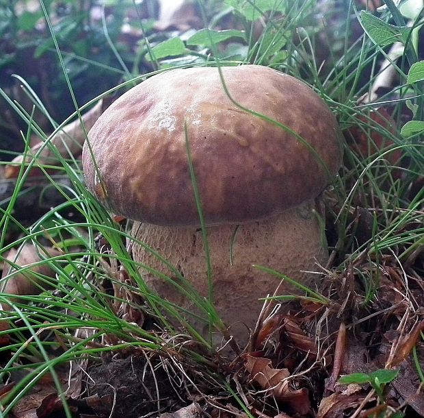 hríb dubový Boletus reticulatus Schaeff.