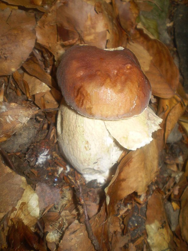 hríb dubový Boletus reticulatus Schaeff.