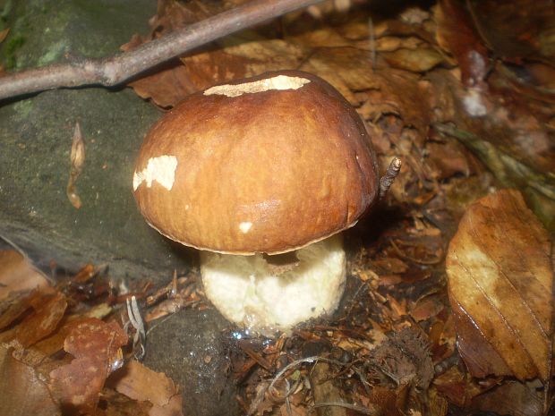 hríb dubový Boletus reticulatus Schaeff.