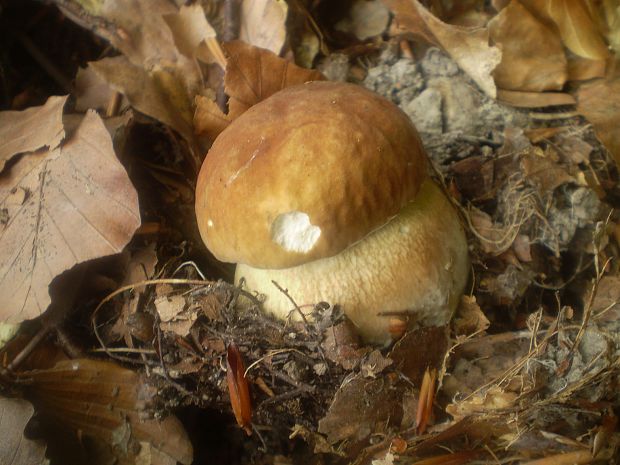 hríb dubový Boletus reticulatus Schaeff.