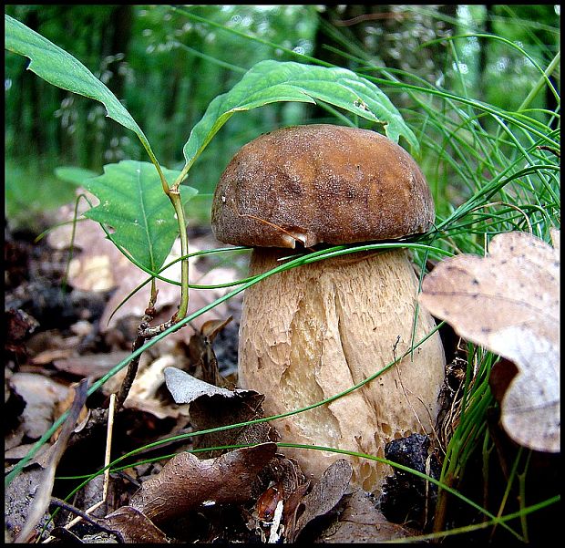 hríb dubový Boletus reticulatus Schaeff.