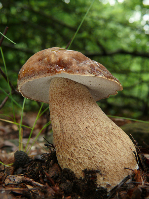 hríb dubový Boletus reticulatus Schaeff.