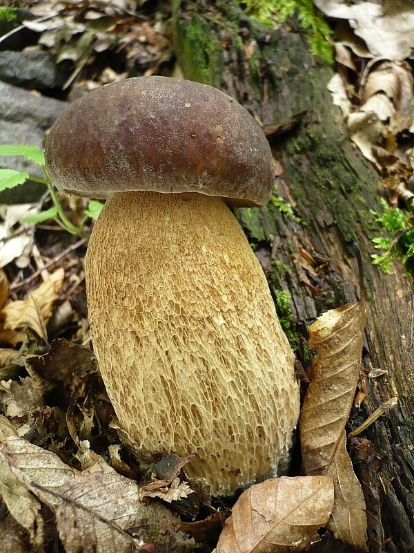 hríb dubový Boletus reticulatus Schaeff.