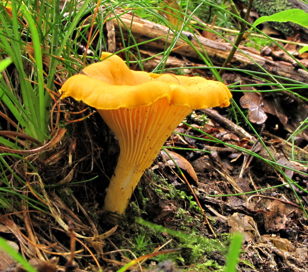 kuriatko jedlé Cantharellus cibarius Fr.