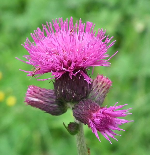 pichliač potočný Cirsium rivulare (Jacq.) All.