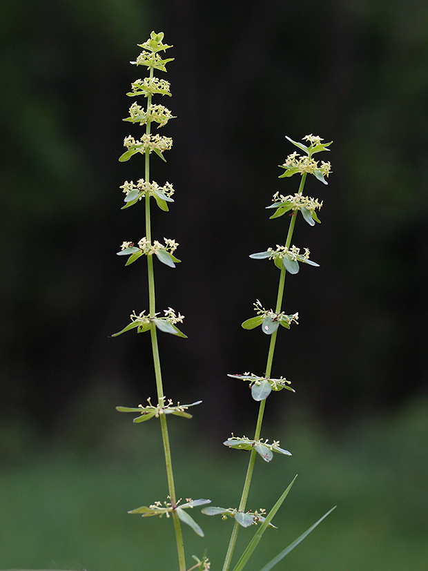 krížavka jarná Cruciata glabra (L.) Ehrend.