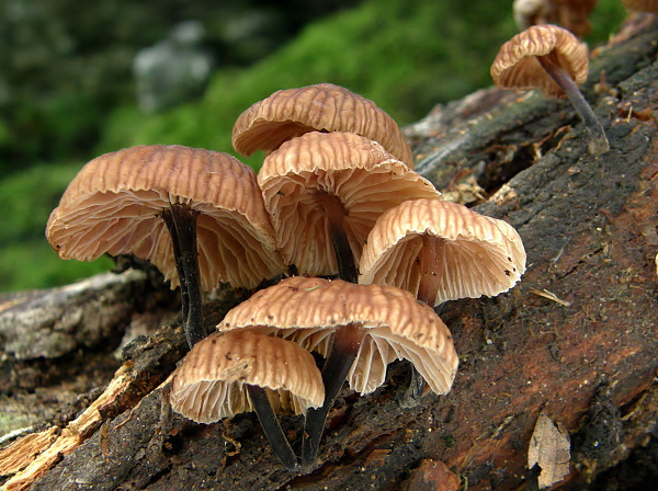 špička smradľavá Gymnopus foetidus (Sowerby) J.L. Mata & R.H. Petersen