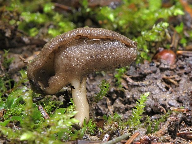 chriapač Helvella sp.