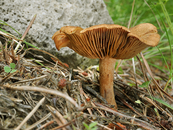 vláknica Inocybe sp.