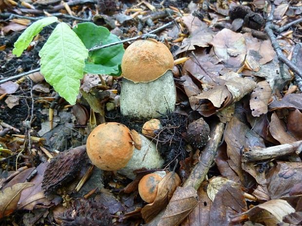 kozák osikový Leccinum albostipitatum den Bakker & Noordel.